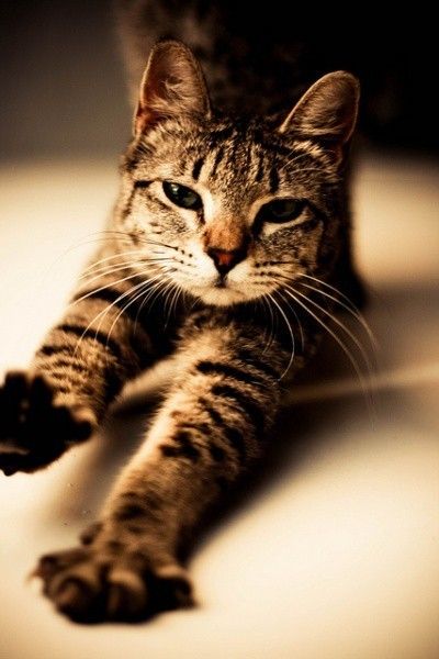 Коты из сети