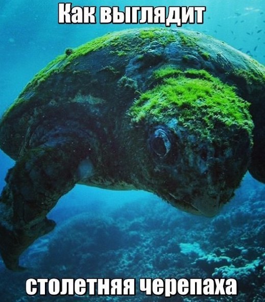 Набористый набор картинок