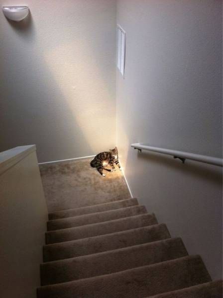 Коты и Кошки