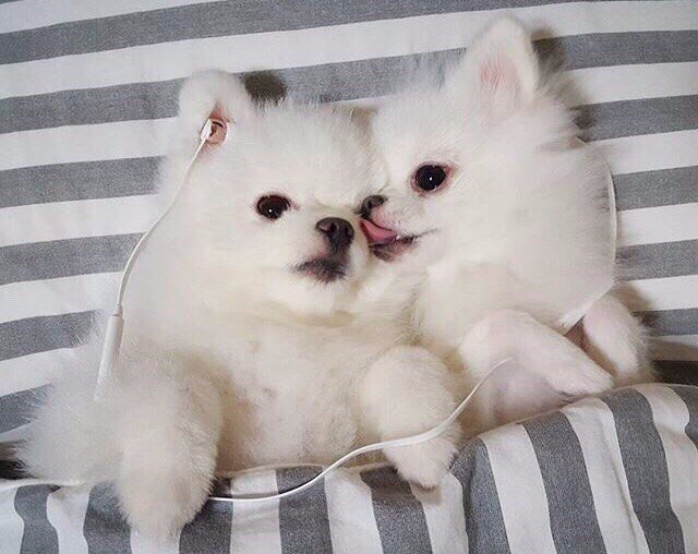 Самые смешные животные
