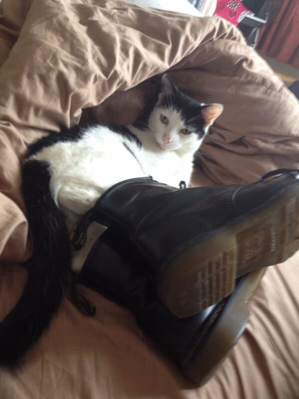 Коты и Кошки