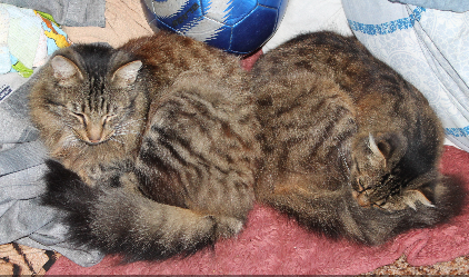 Котовторник  13.02.2018