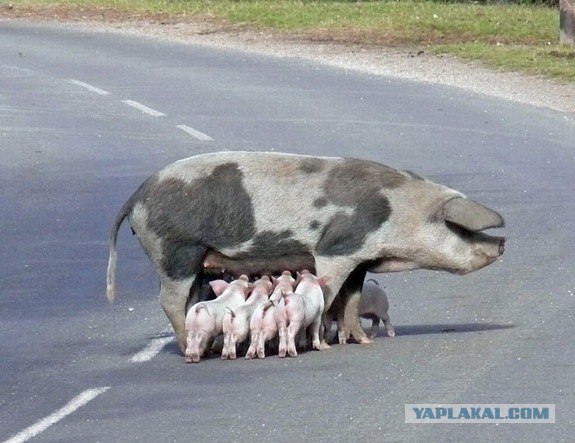 Начнем понедельник с хрюшек?