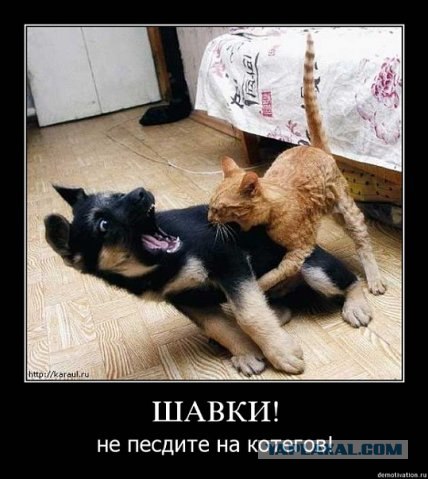 Кошачье кафе в Осаке