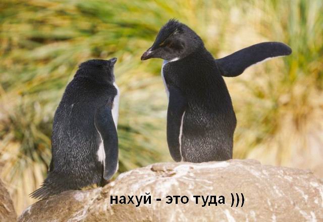 Лучшие комедийные фото дикой природы