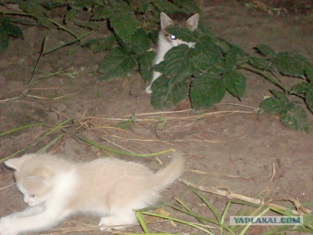 Котовторник с Максом