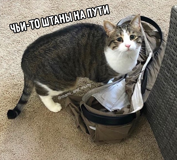 Прикольных котов пост