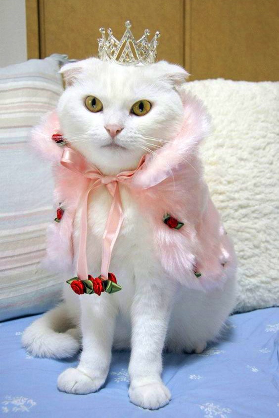 Прикольных котов пост