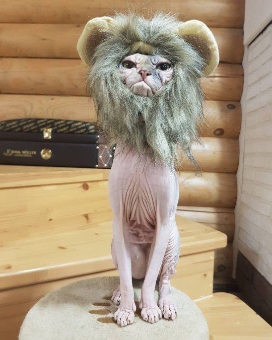 Самый злой кот в мире