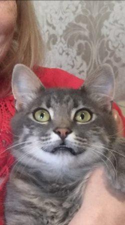 "Удоли!" Дурацкие фото котеек, которые они просили не показывать