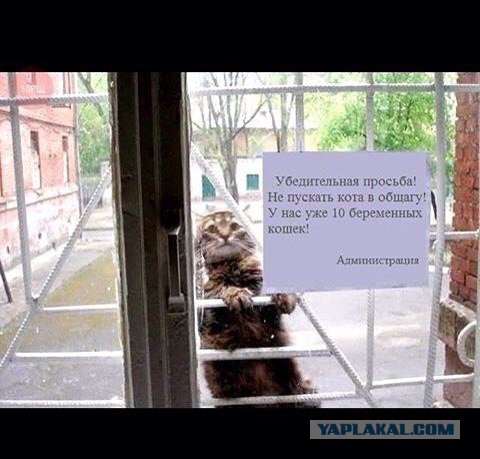 Открывайте, дармоеды, кормилец пришел