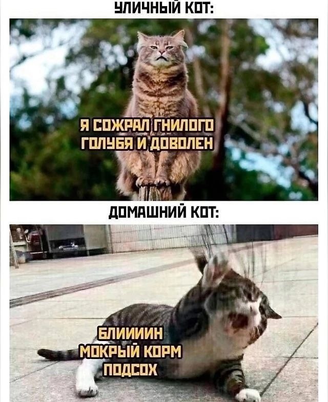 Картинки о том, о сём...
