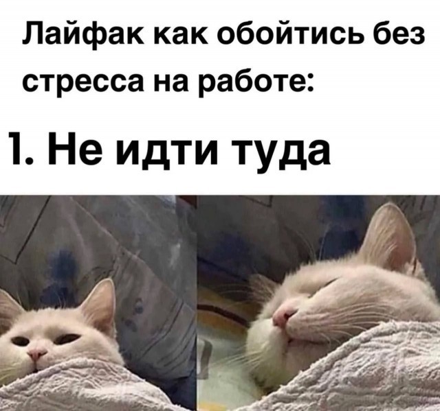 К-котовторник.