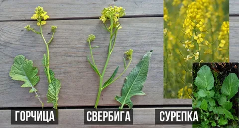 Любой городской житель увидит тут кучу травы