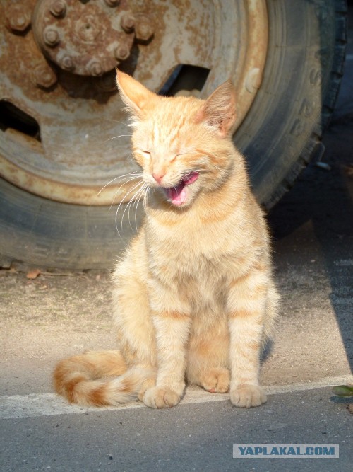 Котовторник 23.07.2013