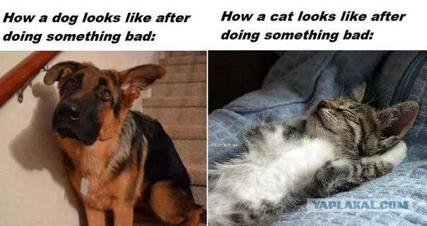 Кот встречает хозяина