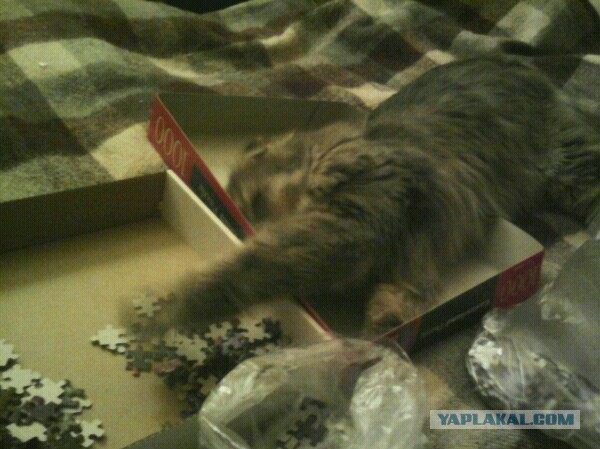 Котовторник 18.03.2014
