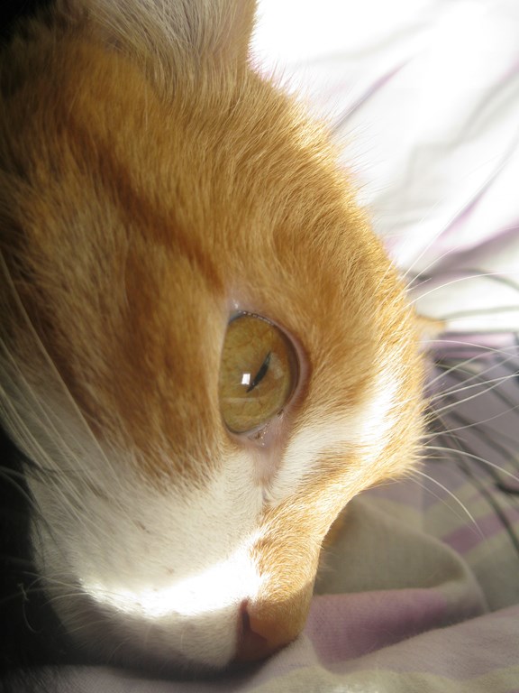 Котовторник  08.04.2014