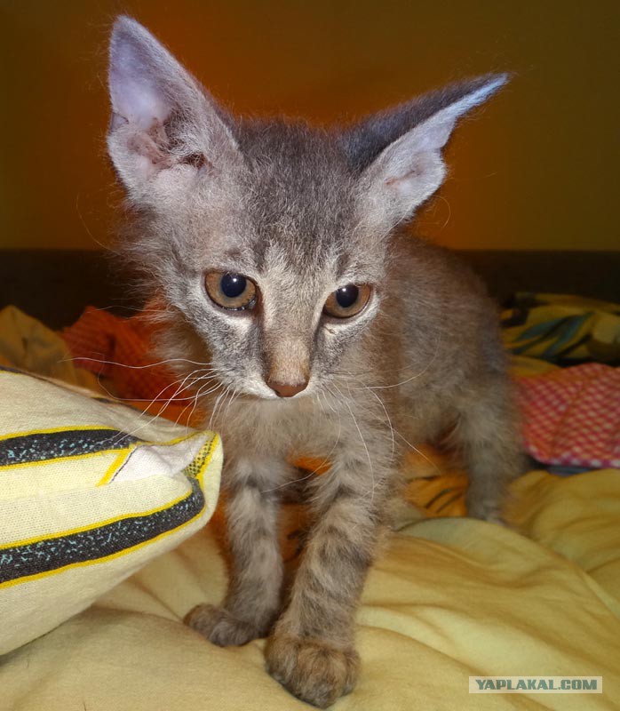 кот марсик. дворовый черный кот марсик. кот марсик. кот марсик фото. марсик белые коты.