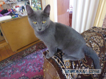 Котовторник 7.10.2014