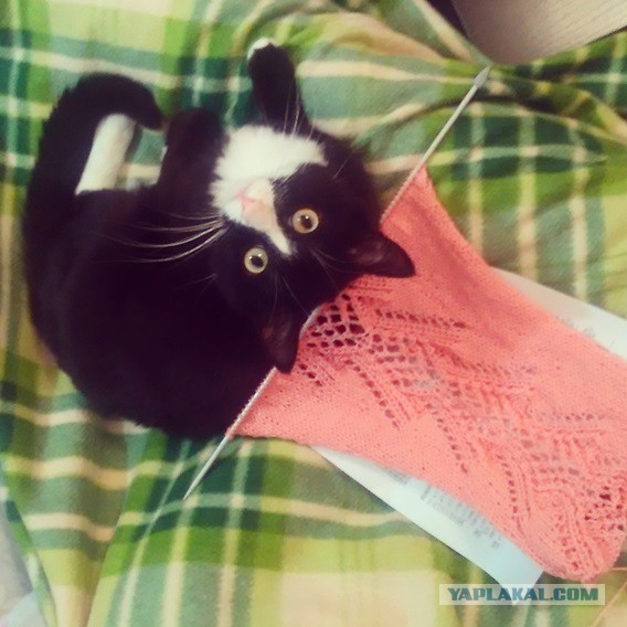 Моим котам