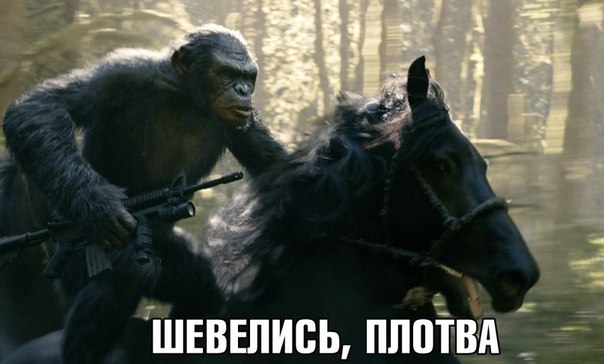 Шевелись, плотва!