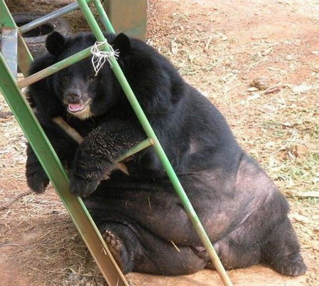 Медведь напал на село в Новосибирской области