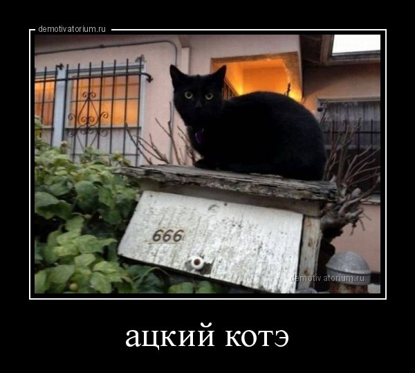 Коты из сети