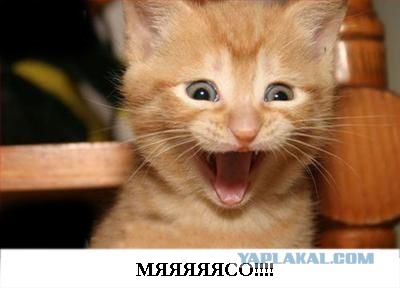 Настоящий охотничий кот
