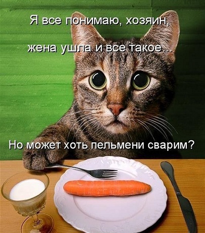 Кот веганов