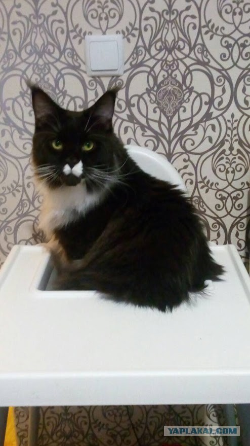 Котовторник