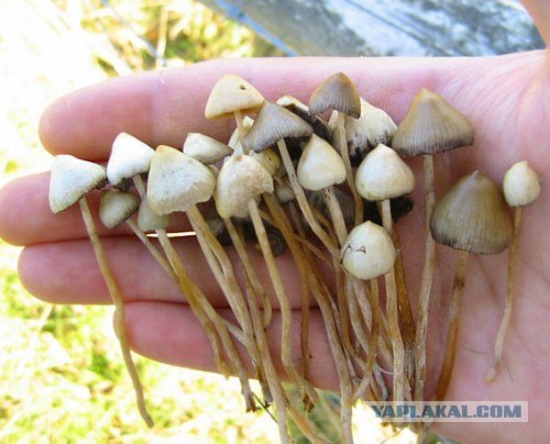 Волшебные грибочки