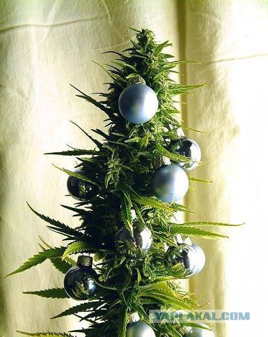 А давайте Ёлками меряться!?