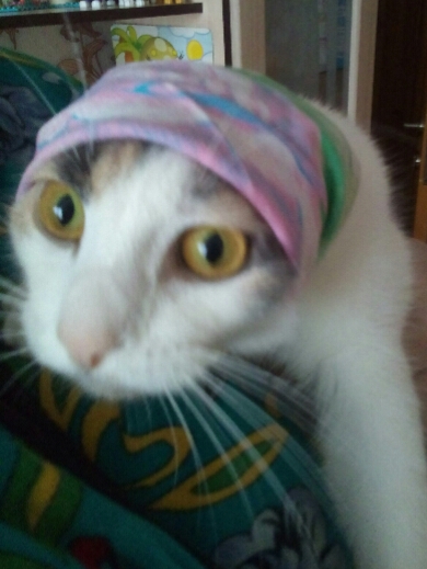 Котовторник 20.02.18