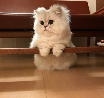 Прикольных котов пост