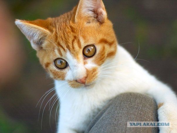 Рыжий котовторник на ЯПлакал!, Смотрим  и добавляем!