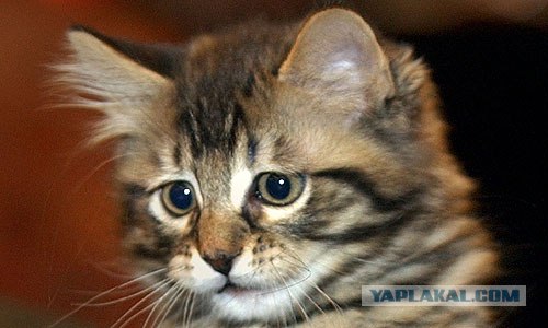 Котовторник на ЯПлакалъ! От числа 09.09.08