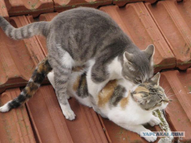 Кошак в шоке