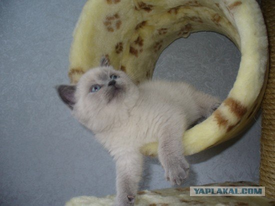Котовторник: начало