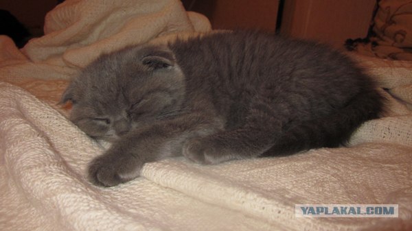 Котовторник. А как же?!