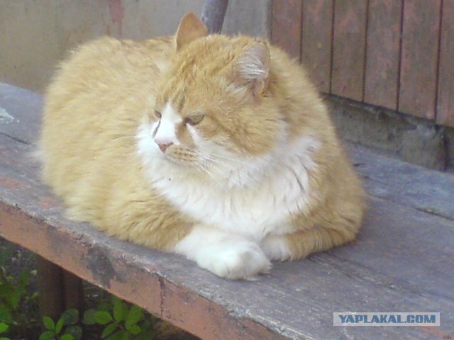 Котовторник с Максом