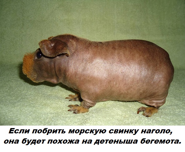Подборка бесполезных фактов.