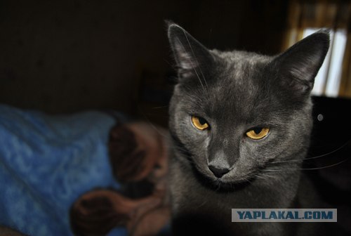 Котовторник 10.04.2012