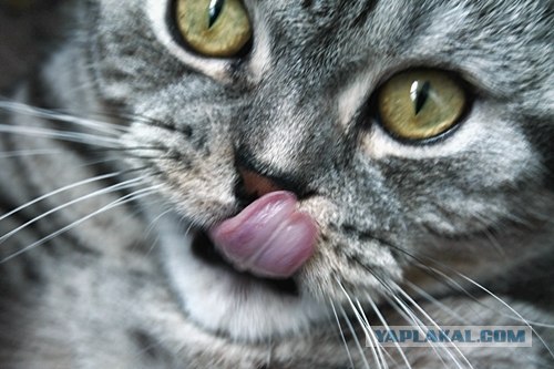Котовторник   5.06.2012
