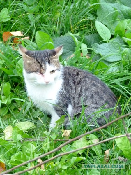 Котовторник ( 23.10. 2012. )