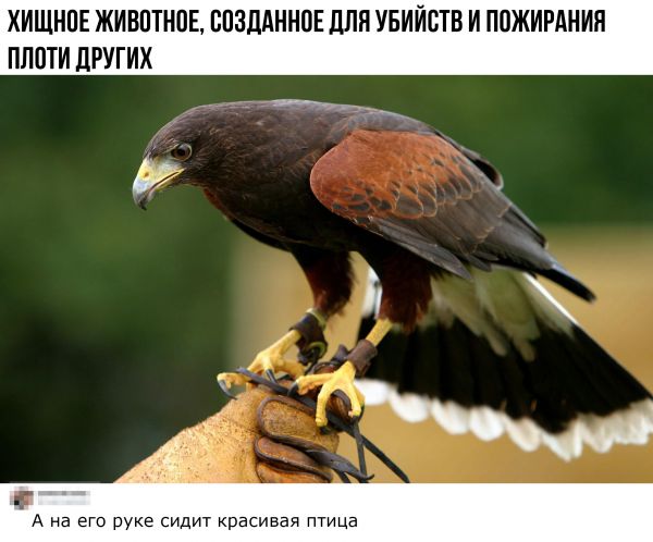 Анекдоты, соц-сети и картинки с надписями