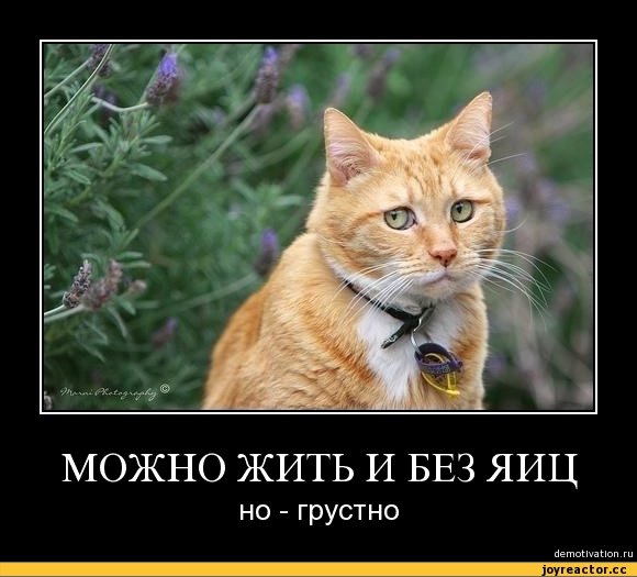 Депутат просит запретить делать кошкам «мягкие лапки»