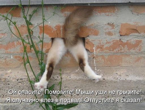 Россиян рвет на Родину