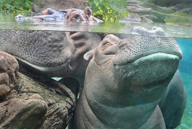 Эти забавные животные