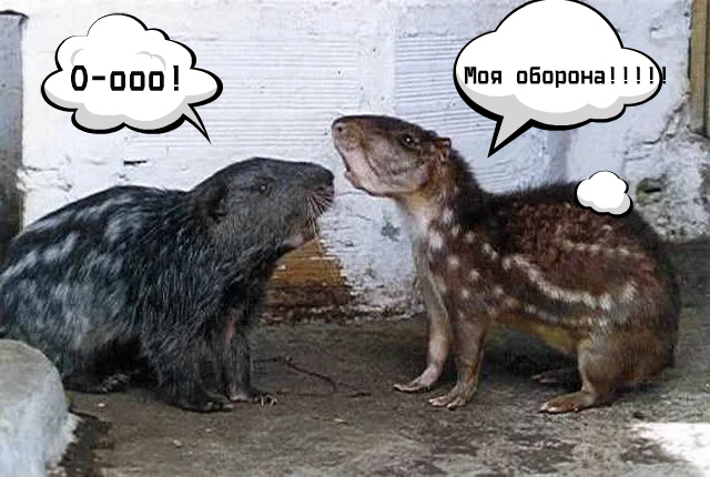 Пакарана: «Ужасная мышь» с зубами-мачете. Гигантский грызун весом в 15 кило, о котором мало что известно